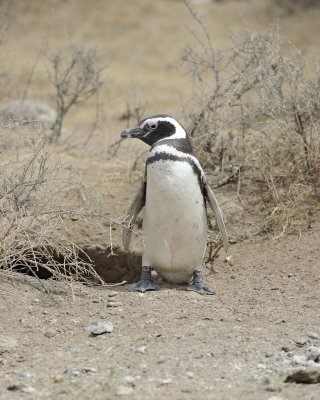 Penguin, Magellanic-122911-Punta Cero, Peninsula Valdes, Argentina-#0598.jpg