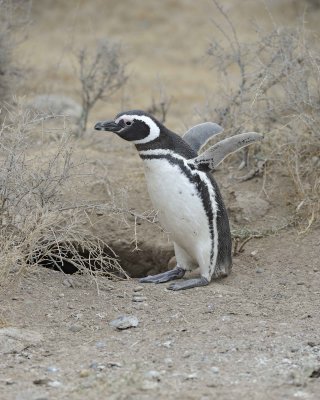 Penguin, Magellanic-122911-Punta Cero, Peninsula Valdes, Argentina-#0607.jpg