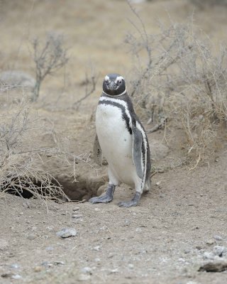 Penguin, Magellanic-122911-Punta Cero, Peninsula Valdes, Argentina-#0613.jpg