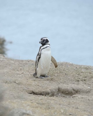 Penguin, Magellanic-122911-Punta Cero, Peninsula Valdes, Argentina-#0665.jpg