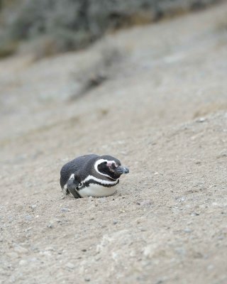Penguin, Magellanic-122911-Punta Cero, Peninsula Valdes, Argentina-#0723.jpg