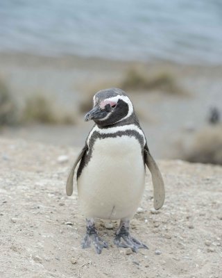 Penguin, Magellanic-122911-Punta Cero, Peninsula Valdes, Argentina-#1023.jpg