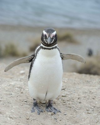 Penguin, Magellanic-122911-Punta Cero, Peninsula Valdes, Argentina-#1027.jpg