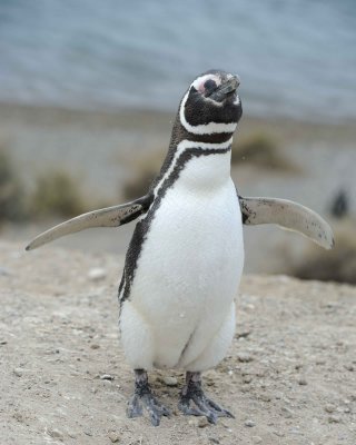 Penguin, Magellanic-122911-Punta Cero, Peninsula Valdes, Argentina-#1029.jpg