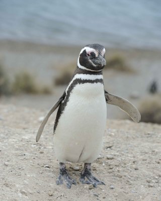 Penguin, Magellanic-122911-Punta Cero, Peninsula Valdes, Argentina-#1031.jpg