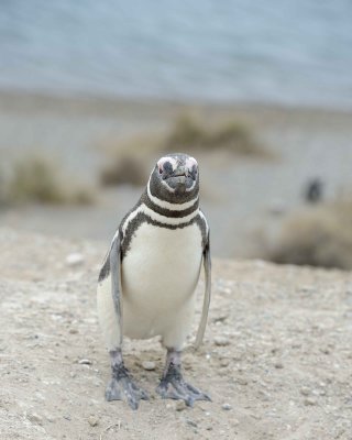 Penguin, Magellanic-122911-Punta Cero, Peninsula Valdes, Argentina-#1039.jpg