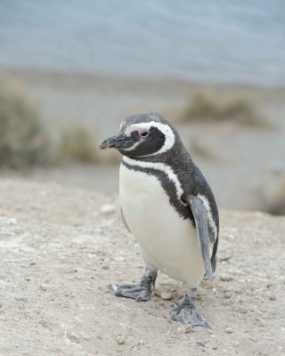Penguin, Magellanic-122911-Punta Cero, Peninsula Valdes, Argentina-#1044.jpg