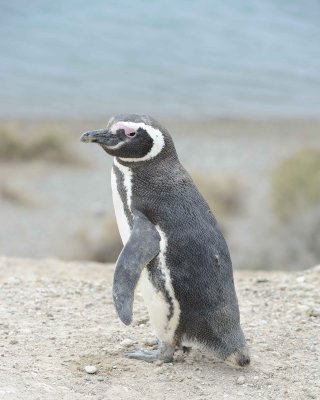 Penguin, Magellanic-122911-Punta Cero, Peninsula Valdes, Argentina-#1059.jpg