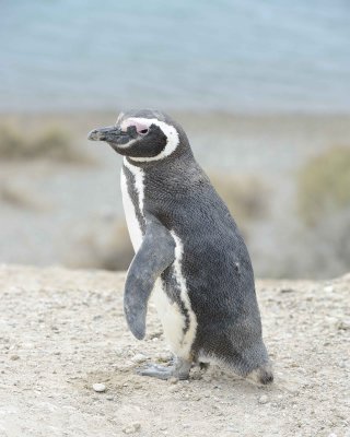 Penguin, Magellanic-122911-Punta Cero, Peninsula Valdes, Argentina-#1060.jpg