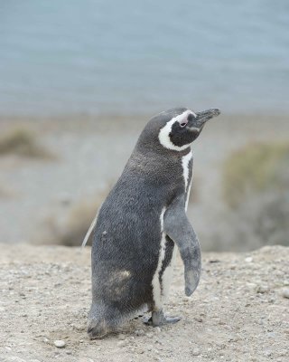 Penguin, Magellanic-122911-Punta Cero, Peninsula Valdes, Argentina-#1069.jpg