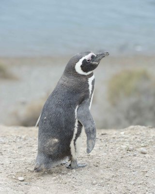 Penguin, Magellanic-122911-Punta Cero, Peninsula Valdes, Argentina-#1073.jpg