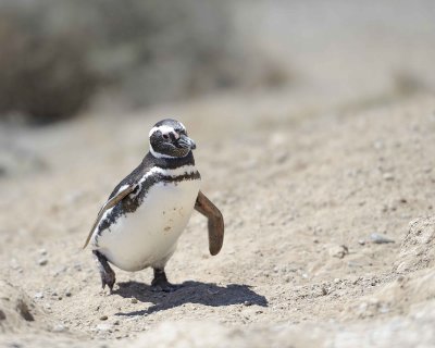Penguin, Magellanic-123011-Punta Cero, Peninsula Valdes, Argentina-#0157.jpg