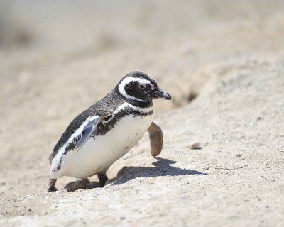 Penguin, Magellanic-123011-Punta Cero, Peninsula Valdes, Argentina-#0160.jpg