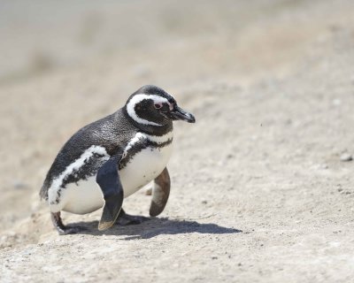 Penguin, Magellanic-123011-Punta Cero, Peninsula Valdes, Argentina-#0163.jpg
