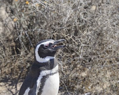 Penguin, Magellanic-123011-Punta Cero, Peninsula Valdes, Argentina-#0276.jpg