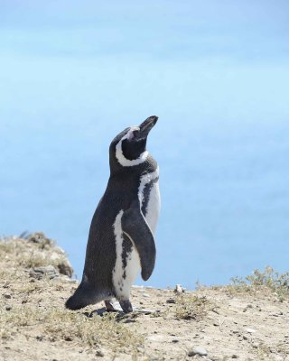 Penguin, Magellanic-123011-Punta Cero, Peninsula Valdes, Argentina-#0310.jpg