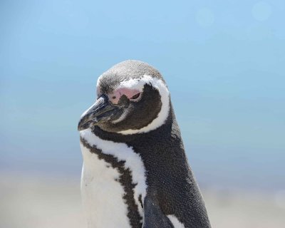 Penguin, Magellanic-123011-Punta Cero, Peninsula Valdes, Argentina-#0326.jpg
