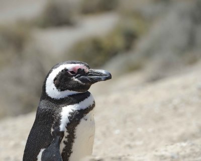 Penguin, Magellanic-123011-Punta Cero, Peninsula Valdes, Argentina-#0345.jpg