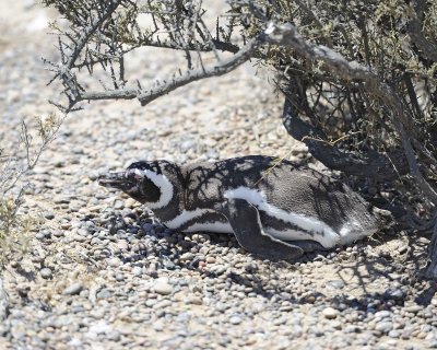 Penguin, Magellanic-123111-Punta Tombo, Argentina-#0065.jpg