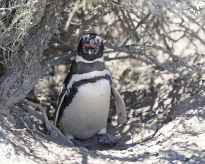 Penguin, Magellanic-123111-Punta Tombo, Argentina-#0071.jpg