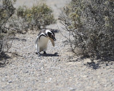 Penguin, Magellanic-123111-Punta Tombo, Argentina-#0096.jpg