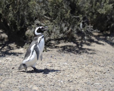 Penguin, Magellanic-123111-Punta Tombo, Argentina-#0112.jpg
