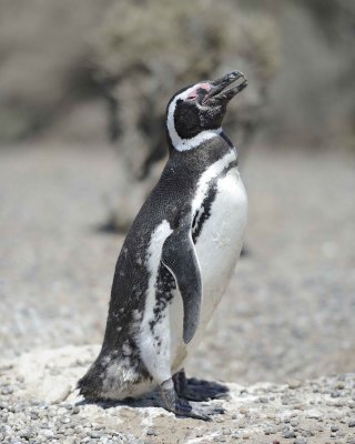 Penguin, Magellanic-123111-Punta Tombo, Argentina-#0129.jpg