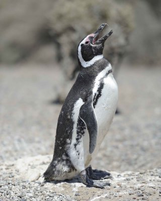 Penguin, Magellanic-123111-Punta Tombo, Argentina-#0132.jpg