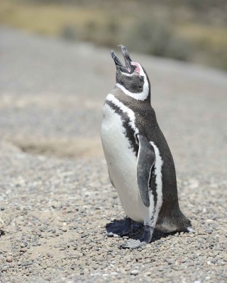 Penguin, Magellanic-123111-Punta Tombo, Argentina-#0145.jpg