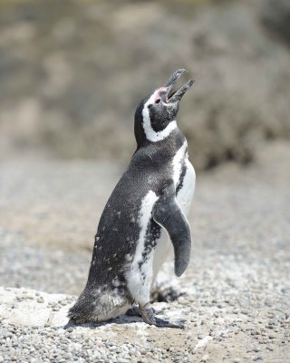 Penguin, Magellanic-123111-Punta Tombo, Argentina-#0163.jpg