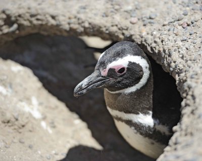 Penguin, Magellanic-123111-Punta Tombo, Argentina-#0211.jpg