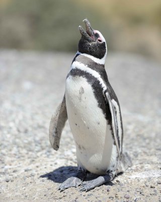 Penguin, Magellanic-123111-Punta Tombo, Argentina-#0225.jpg