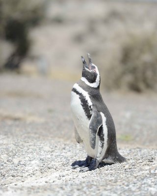 Penguin, Magellanic-123111-Punta Tombo, Argentina-#0236.jpg