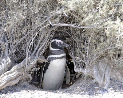 Penguin, Magellanic-123111-Punta Tombo, Argentina-#0243.jpg