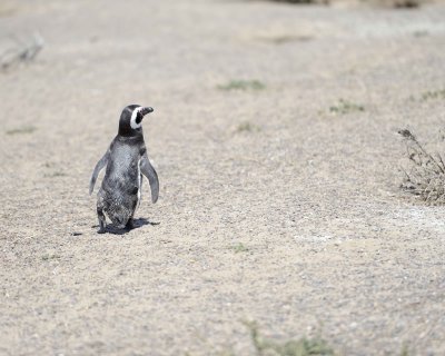 Penguin, Magellanic-123111-Punta Tombo, Argentina-#0255.jpg