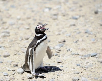 Penguin, Magellanic-123111-Punta Tombo, Argentina-#0258.jpg