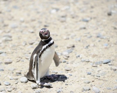 Penguin, Magellanic-123111-Punta Tombo, Argentina-#0263.jpg