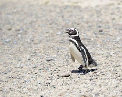 Penguin, Magellanic-123111-Punta Tombo, Argentina-#0279.jpg