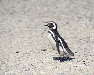 Penguin, Magellanic-123111-Punta Tombo, Argentina-#0291.jpg