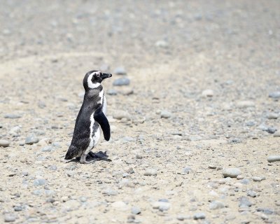 Penguin, Magellanic-123111-Punta Tombo, Argentina-#0298.jpg