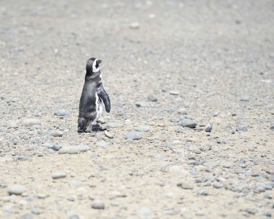 Penguin, Magellanic-123111-Punta Tombo, Argentina-#0302.jpg