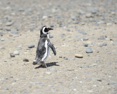 Penguin, Magellanic-123111-Punta Tombo, Argentina-#0311.jpg