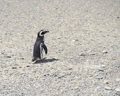 Penguin, Magellanic-123111-Punta Tombo, Argentina-#0330.jpg