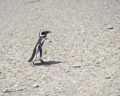 Penguin, Magellanic-123111-Punta Tombo, Argentina-#0338.jpg