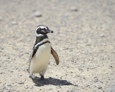 Penguin, Magellanic-123111-Punta Tombo, Argentina-#0351.jpg