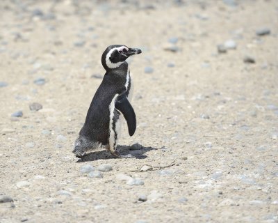 Penguin, Magellanic-123111-Punta Tombo, Argentina-#0357.jpg
