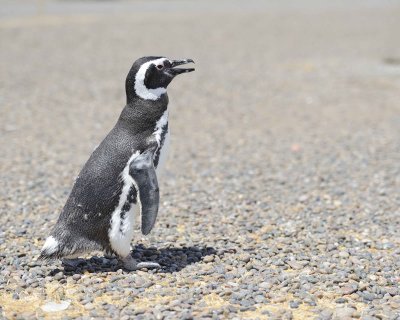 Penguin, Magellanic-123111-Punta Tombo, Argentina-#0444.jpg