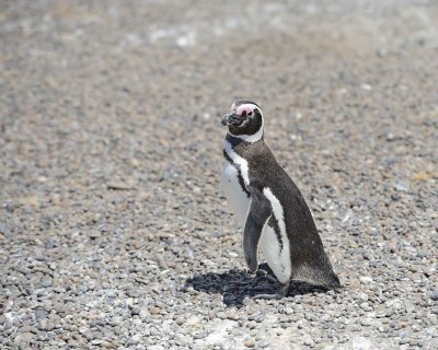 Penguin, Magellanic-123111-Punta Tombo, Argentina-#0493.jpg
