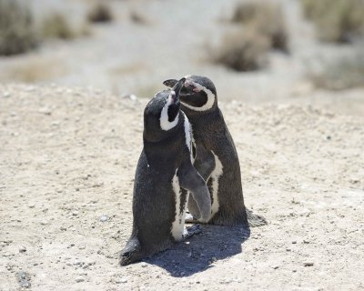 Penguin, Magellanic, 2 Bill Slap-123011-Punta Cero, Peninsula Valdes, Argentina-#0179.jpg