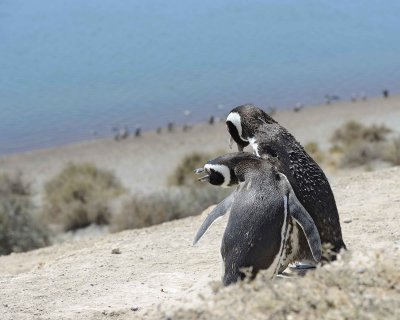 Penguin, Magellanic, 2 calling-123011-Punta Cero, Peninsula Valdes, Argentina-#0244.jpg